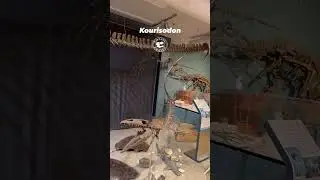 Kourisodon: Razor Tooth Mosasaur on Display