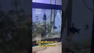 Dia de limpeza e poda no copo de leite. #peixe #aquario #molinesia #guppy #lebiste #poecilideos