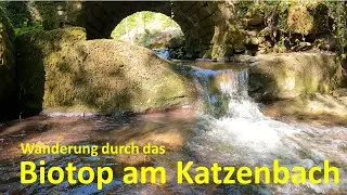 Katzenbach bei Reichenbach/Fils - gemütliche Wanderung durch das Biotop am Katzenbach