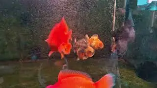 Anatomi ikan yang baik !! Oranda Short Tail (OST) Calico 10 Cm