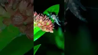 The amazing 😍🤩🥰😍🤩🥰 animal #nature #environment #animals #wildlifeentertainment