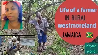Life of a farmer in rural Westmoreland Jamaica 🇯🇲 