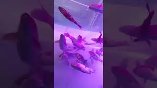 Mene pehli baar dekhi esi Fish  Big Fish Casino City Buyer Service - ရန်ကုန်ဈေးအဝယ်တော်ဝန်ဆောင်မှု