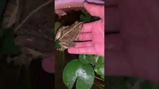 My pet Indian bull frog #shorts #viral #shortsvideo