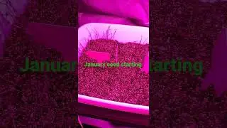 January seed starting zone 6