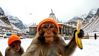 monkuvlogs#softlight Vlogger #AnimalVlogger #viralreelindia🔥&hearts;️#FunnyVogsIndia #ReelWalaFun #DailyV