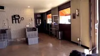 DogMode Short Video Website