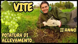 Seconda POTATURA secca INVERNALE alla VITE | Guida pratica potatura di allevamento