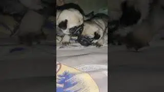 Dog Emotions You Can Actually Feels like  pure love 😘 😍#pug #pugs#puglove