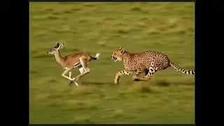 Slow Motion Cheetah Chase 🐆#shorts  #wildlife  #cheetahisback  #slowmotion  #nature  #animalspeed