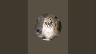 1/31/26 #3 Problem Coat Cat Groom / NC