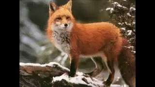 Sound of a fox fighting
