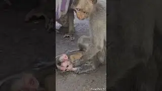 19-06-24 lovely abandoned monkey  #babylovermonkey #funnymonkey #babymonkey