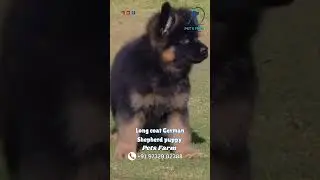 🐕 Long Coat German Shepherd Puppy | 2 Months Old | Fluffy, Intelligent & Powerful 🐾