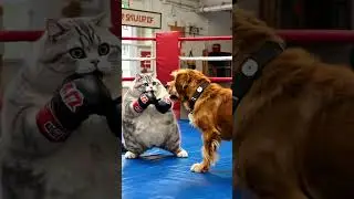 Cat and Dog boxing on the ring.