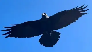 Ravens Windy Day Ocean Beach San Francisco 