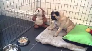 brutus the pug waits for his dinner