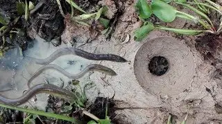 Amazing Eel Trap! Creative Boy Dig Deep Hole Eel Trap-How To Make One Hole Eel Trap In 10 Minute