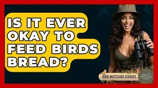 Is It Ever Okay To Feed Birds Bread? - Bird Watching Diaries
