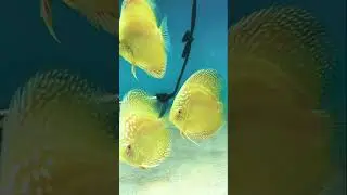 Discus Fish Albino Yellow Marlboro V137 #shorts #shortvideo #trending #trending #fish #discus 🐠🐠