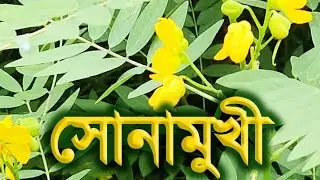 Sonamukhi or Sonamukki
