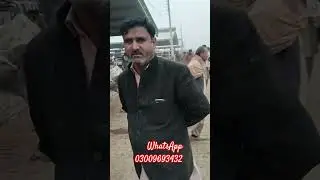 Multan cattle Mandi YouTube channel Dekho animal ko subscribe 🔔 Karen