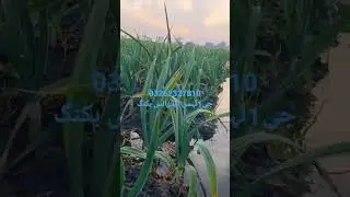 Narc G1 Garlic Seed Per Acre | G1 Garlic Seed Rate in Pakistan Today