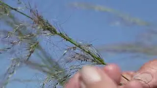 Identifying Slender bamboo grass (Austrostipa verticillata) with Dr Judi Earl