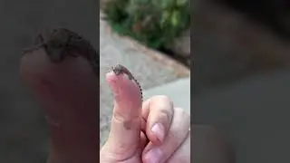 Tiny Gecko #gecko #lizard #reptiles