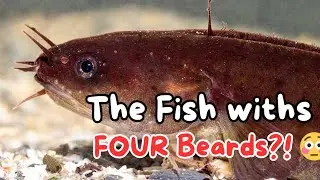 The Fish with Four Beards?! 😳 | Four-Bearded Rockling Explained