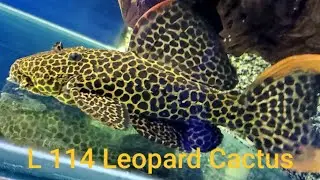 The gorgeous L114 Pleco and South American Cichlids