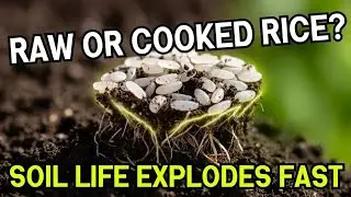 Rice Soil Amendment EXPOSED: Raw vs Cooked vs Rice Water (One GROWS More Food)