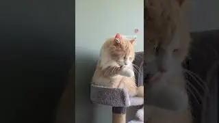 #cats_of_world #cats #catsoftheday #cute #cutecat #cuteanimals #cutecats