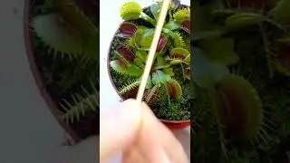 carnivorous plants eating