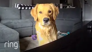 What Happens When You Tell Your Dog to Stop Chewing on a Shoe Through Ring? | RingTV