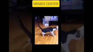@funnymemes