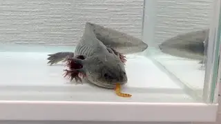 ウーパールーパーに生き餌を与えてみた Feeding live salamanders