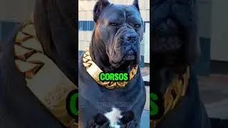 3 Dog breeds With Strongest bites😱