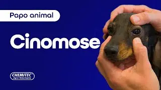 Cinomose: sintomas e tratamentos - Chemitec®