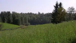 Summer Hay Fields in Finland flowing in the wind | Calm Background