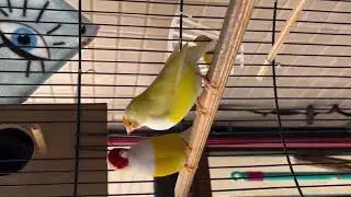 yellow ladygoldien finch dance #youtube