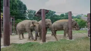 Blasts, bombs and bullets threaten the animals of Kyiv Zoo