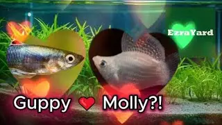 When Guppies and Mollies Crossbreed&hellip; What Happens?!