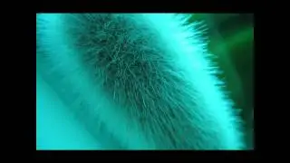 Aquafur / Night Of The Gamster