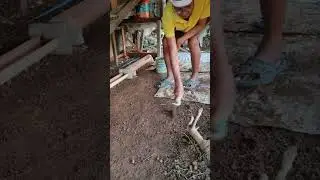 Chicken Cage Daily Cleaning & Water/Feeds Change @mcbalitofarmtv4710 #youtubeshorts #video #shorts