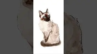 Siamese cat sketch #watercolor