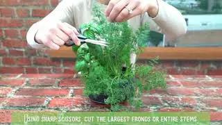 How to Harvest Dill
