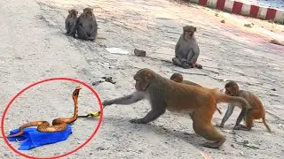 More Monkeys Fake Snake Prank Banana | 🐒 Monkey  Pranks Video #MonkeyPrank