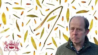 Exploring the Future of Botanical Image Making | Laurence Hill
