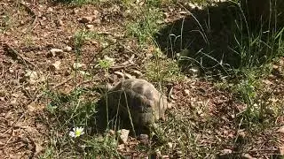Finding wild spur thigh tortoises in Turkey, Europe!